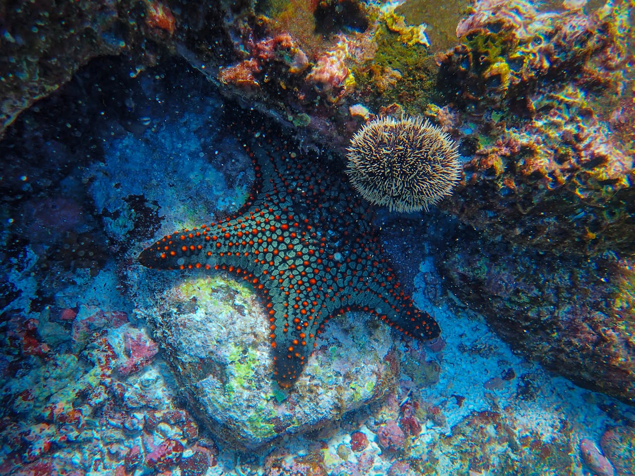 services-02 Colorful starfish resting on a vibrant coral reef scene, showcasing marine life.