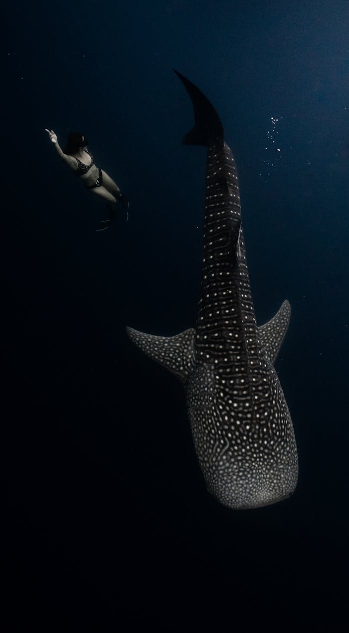 services-04 A diver swims alongside a whale shark in the deep blue ocean of Indonesia, capturing a serene underwater moment.